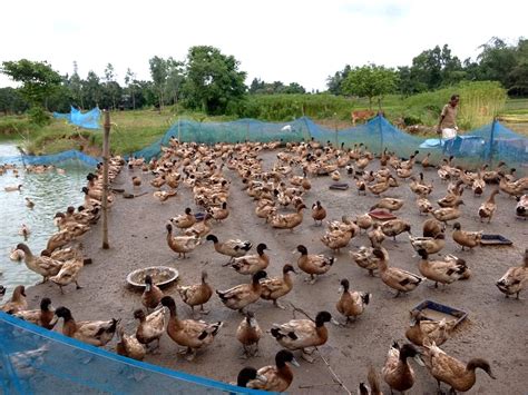 DUCK REARING IN INDIA