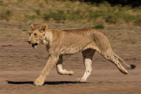 Lion Running by Manoj Shah