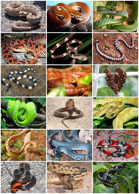 File:Snakes Diversity.jpg - Wikimedia Commons