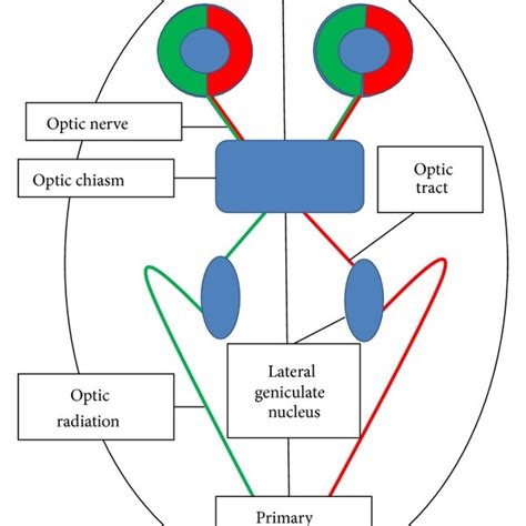 A schematic diagram of the afferent visual pathway. | Download Scientific Diagram