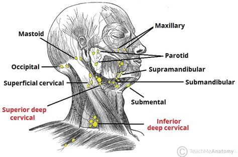 Diagram Lymph Nodes Head Neck