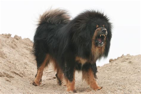 33 Most DANGEROUS DOGS List - Fierce And Aggressive