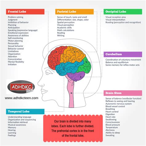 What does brain imaging tell us about ADHD?