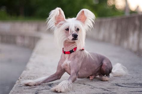 7 Hairless Dog Breeds That Make Great Pets — Dogs with No Hair