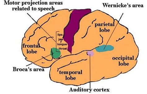 Pictures Of Broca’s Motor Speech Area