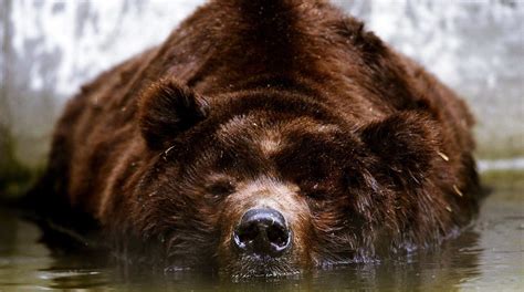 The grizzly bear (Ursus arctos ssp.) is any North American subspecies ...