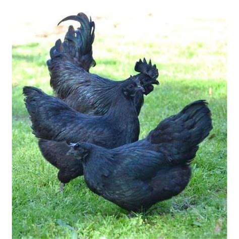 Kadaknath chicken - IAS4Sure