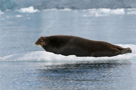 Bearded seal - Stock Image - C054/6571 - Science Photo Library