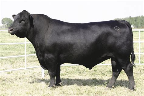 California Angus Show - Stanislaus County Fairgrounds