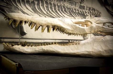 Unique pliosaur on display at Bristol Museum - Family Matters