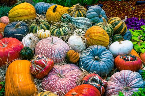 PUMPKIN MIX Mixed Varieties Of Pumpkins Colorful 15 Seeds | Etsy