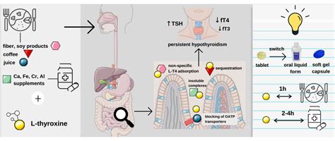 Pharmaceuticals | Free Full-Text | Levothyroxine Interactions with Food and Dietary Supplements ...