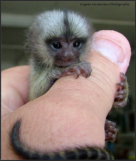 Baby Marmoset monkey | Marmoset monkey, Finger monkey, Monkeys for sale