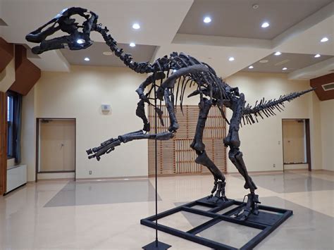 Mukawa Dinosaur Kamuysaurus japonicus from Hobetsu,Mukawa town | Sapporo International Art ...