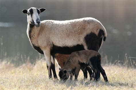 Barbados Blackbelly sheep - Caribbean | Sheep breeds, Sheep, Sheep farm