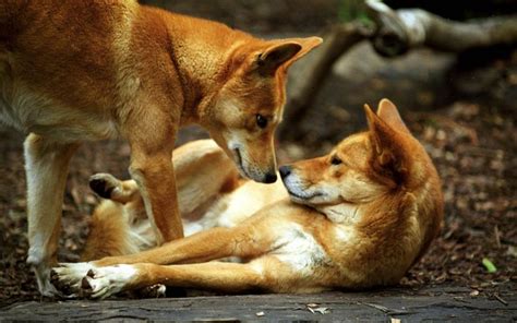 dingo habitat pictures - Google Search | Собаки, Динги, Дикие