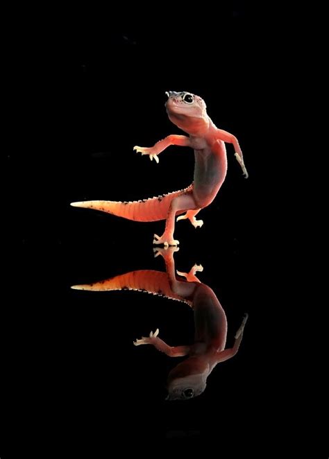 Dancing Gecko by William Cen | Funny lizards, Cute reptiles, Dancing ...