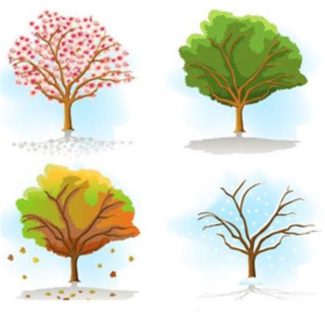 Tree In Different Seasons | FreeVectors