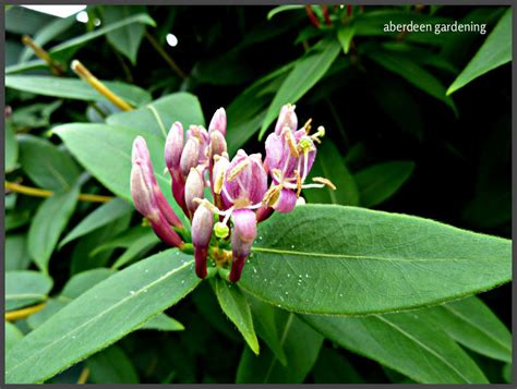 Evergreen Honeysuckle Lonicera Henryi | Aberdeen Gardening