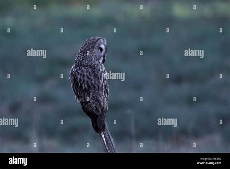 Great grey owl in its natural habitat in sweden Stock Photo - Alamy