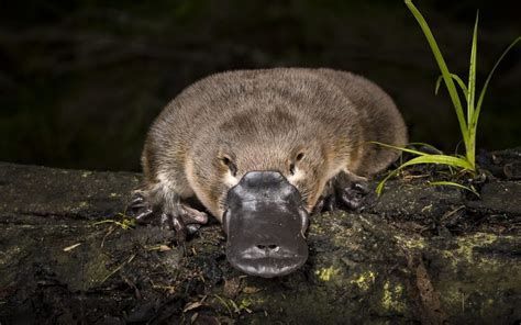 Amazing and Interesting Facts About Platypus – Animal Encyclopedia