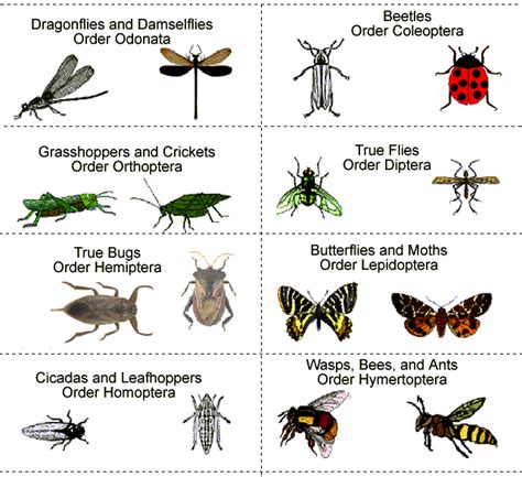 Classifying Different Types of Arthropods