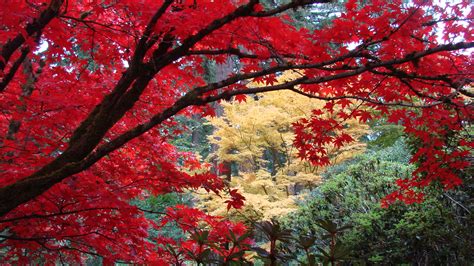 RSBG Event – Rhododendron Species Botanical Garden