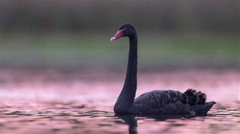 30+ Black Swan HD Wallpapers and Backgrounds