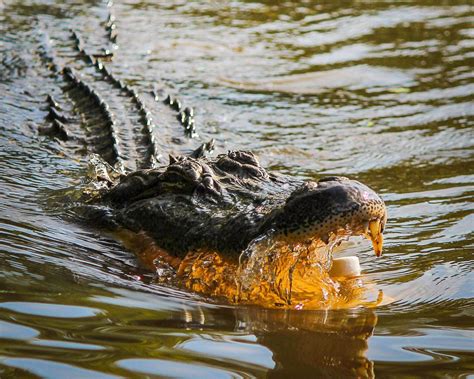 crocodile alligator swamp and water 4k HD Wallpaper