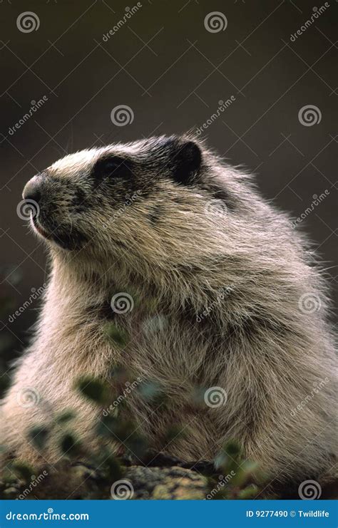 Hoary Marmot Portrait stock photo. Image of marmot, animal - 9277490