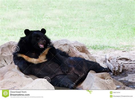 Malayan Sun Bear Lying On Ground In Zoo Use For Zoology Animals And Wild Life In Nature Forest ...