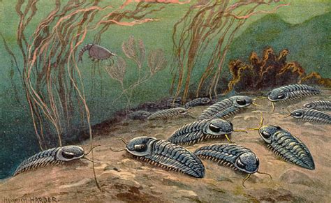 Phanerozoic | Encyclopedia MDPI