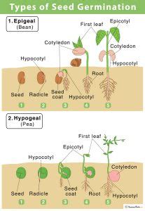 Seed Germination: Definition, Steps, & Factors Affecting Them