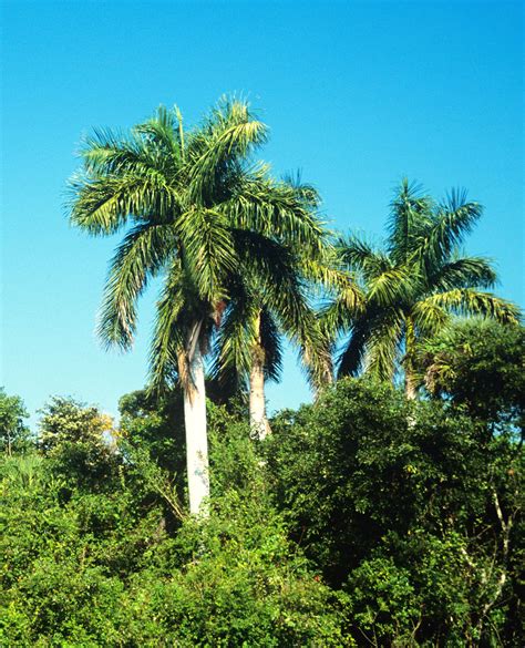 The region with most palm trees in the U.S - General U.S. - Page 2 ...