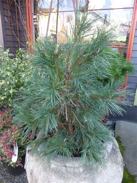 Pin on Conifers