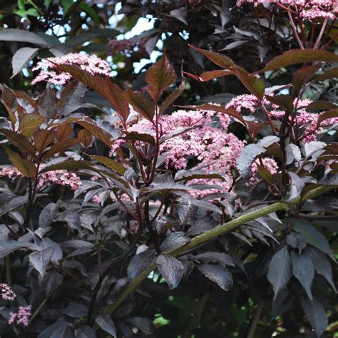 Sambucus 'Black Beauty'