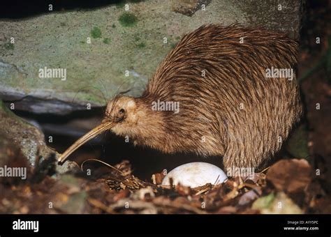 North Island Brown Kiwi (Apteryx mantelli), with egg Stock Photo ...