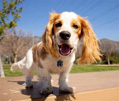 All Cocker Spaniel Mixes in One Place (You'll Adore #4) | ZooAwesome