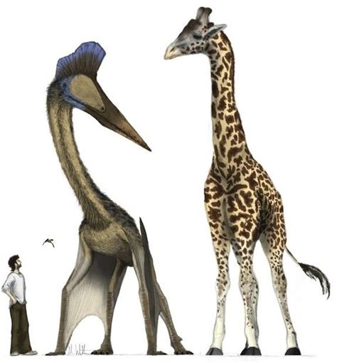 Earliest giraffe ancestor? | Fossili, Arte animale, Animali