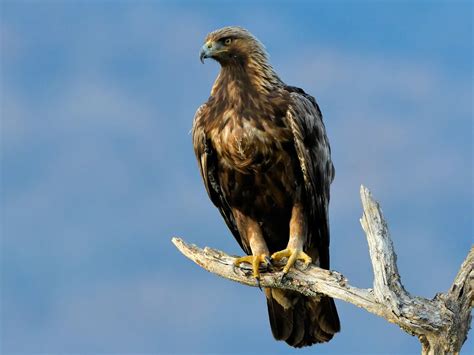 Golden Eagle Bird Facts (Aquila chrysaetos) | Bird Fact