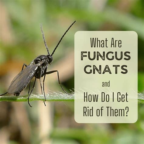 How To Get Rid Of Gnats Outside Clearance Outlet, Save 53% | jlcatj.gob.mx