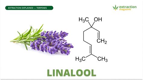 Linalool - Extraction Magazine