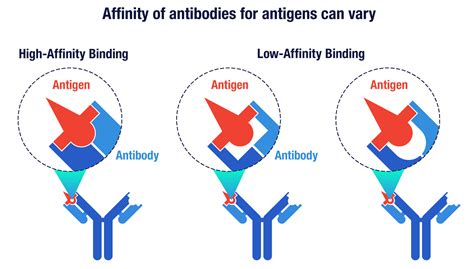 10 Things to Know About Antibodies | Amgen