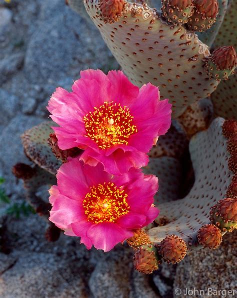 Beavertail cactus (Opuntia basilaris) in bloom, Cactus Garden Area | Bloom, Cactus, Cactus flowers