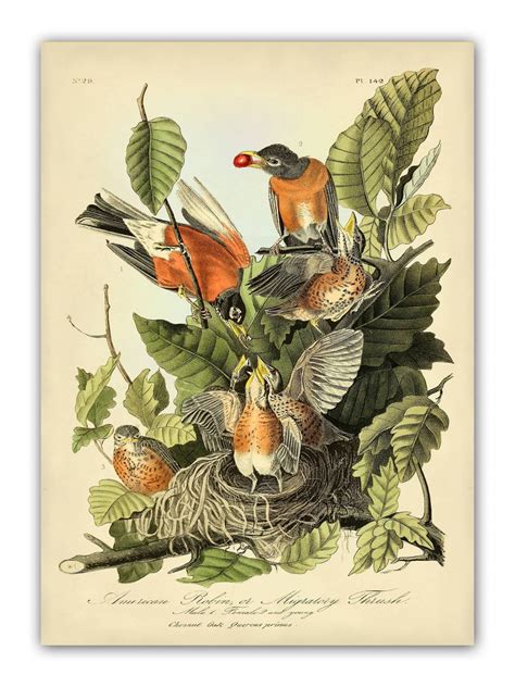 Audubon Bird Print Set Audubon Birds of America Bird and - Etsy