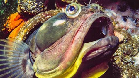 13 Frightening Sarcastic Fringehead Facts - Fact Animal