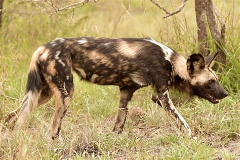 Free stock photo of african wild dog, safari, wild animal