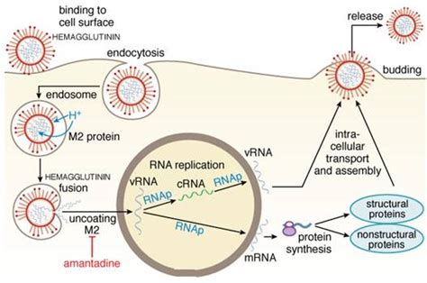 Pharmacological effects of amantadine hydrochloride - Post Puff