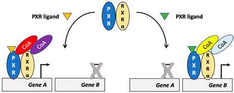 Cells | Free Full-Text | Regulation of PXR Function by Coactivator and ...