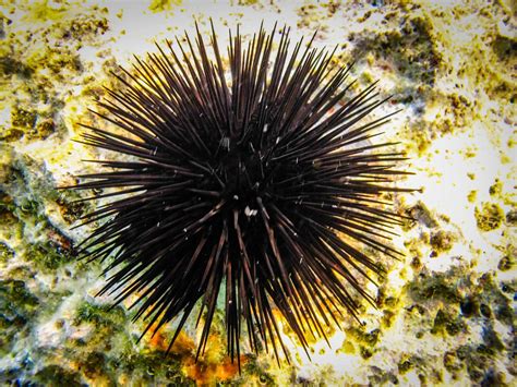 Taste Of The Caribbean: Succulent Sea Urchin | Martinique